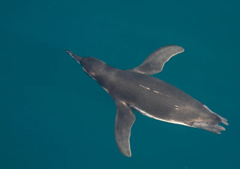 When seen from below a white belly better blends in with light-filled surface waters while from above a black back looks similar to the dark hues of the deep ocean.