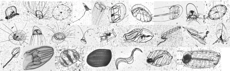 Individual black and white images of a variety of gelatinous zooplankton. 