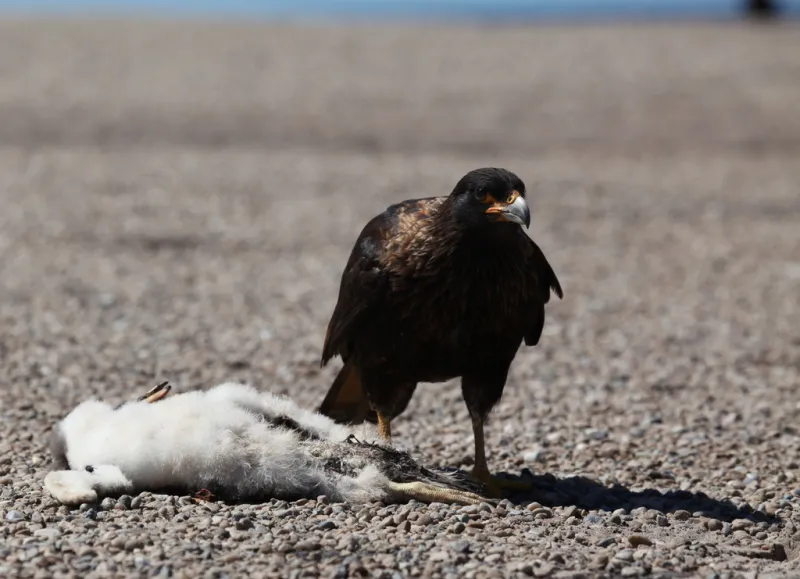A gentoo penguin chick killed by a bird of prey. 