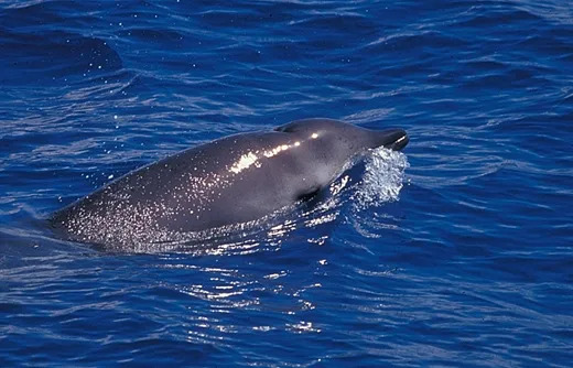 A Ship-Wary Beaked Whale A beaked whale at the ocean's surface