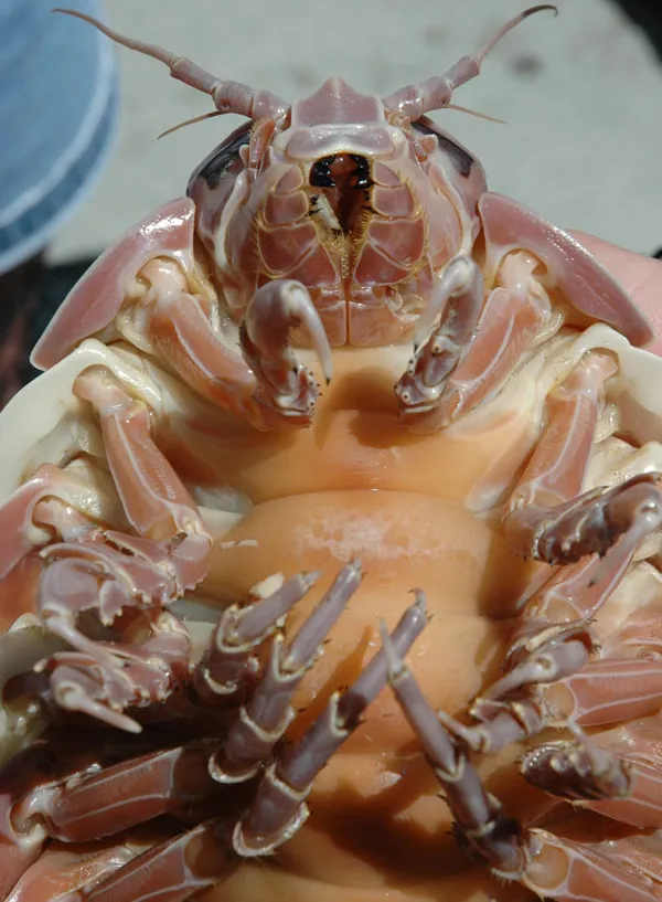 Giant Isopod from the Gulf of Mexico
