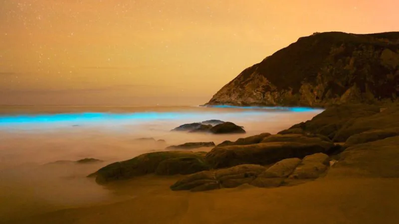 A glowing ocean surface.