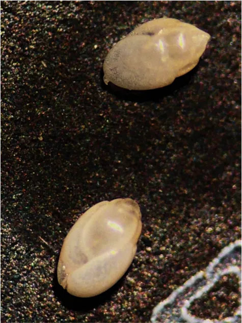 Small foram shells in seafloor sediment. Small foram shells in seafloor sediment.