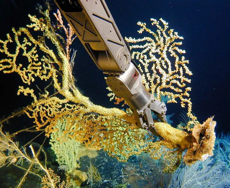 A submersible’s robotic arm collects gold coral in the Hawaiian Islands. Similar specimens have been dated at more than 2,700 years old.