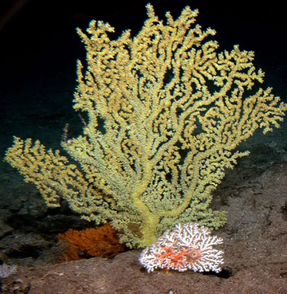 Gerardia, or gold coral, species often have a tree-like shape, as evident in this specimen.