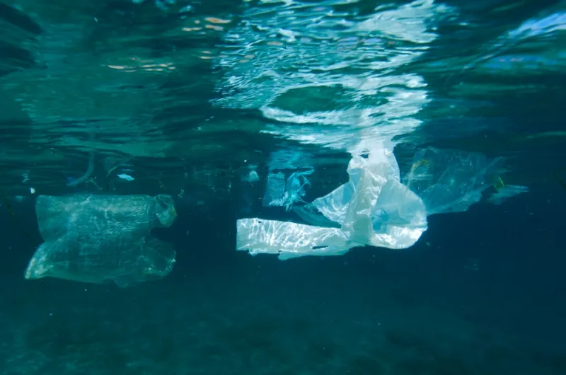 A plastic bag floats at sea.