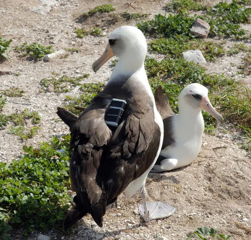 two albatross birds with trackers on their backs