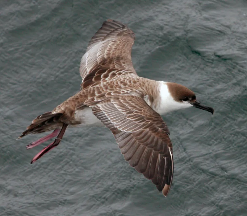 An 'austral' or southern breeder, Great Shearwaters (Ardenna gravis) migrate from breeding islands far to the south in the Atlantic before traveling to the Northern Atlantic to feed.