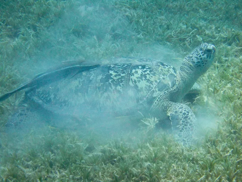 Adult green sea turtles spend most of their time grazing in seagrass meadows.