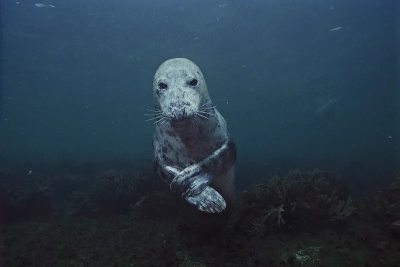 A Grey Seal (Halichoerus grypus) poses in the waters off Acadia National Park in Maine. 