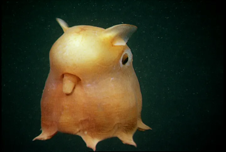 The “Dumbo Octopod” swims by moving its fins, pulsing its webbed arms, or pushing water through its funnel for jet propulsion.