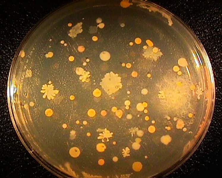 Searching for useful chemicals, ocean scientists grow bacteria associated with deep-sea coral on nutrient agar. 