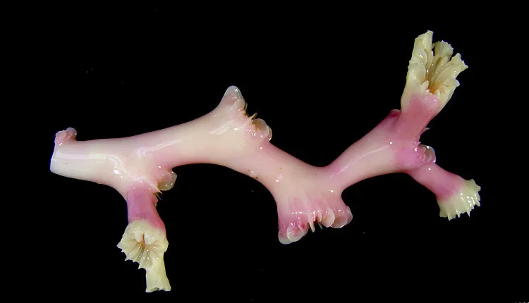 White growth emerges from a deep-sea coral sample stained pink to enable ocean scientists to measure its growth rate. 