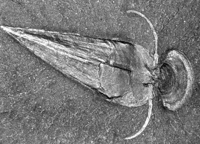A fossil imprint of Haplophrentis carinatus with two oar-like appendages.