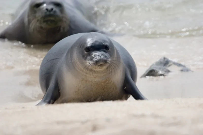 Hawaiian monk seal comes ashore