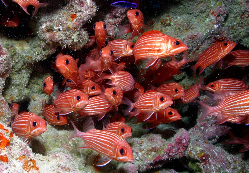 A school of Hawaiian squirrelfish. A school of Hawaiian squirrelfish.