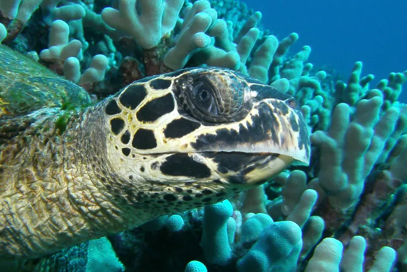 Hawksbill turtles (Eretmochelys imbricata) are small to medium-sized turtles, but can get as large as 200 lbs (91 kg). Adults live among healthy coral reef communities, feeding primarily on sponges, but they also eat other invertebrates like sea cucumbers,