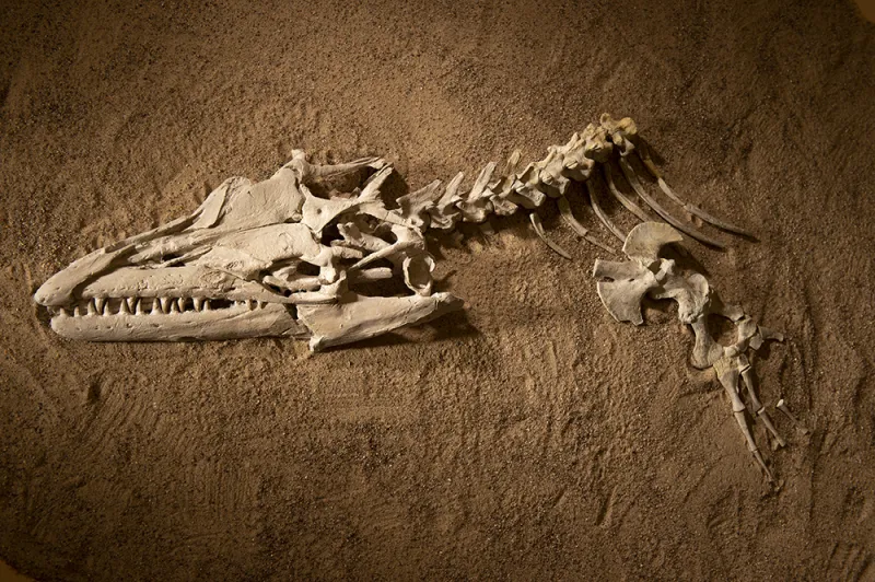 Fossil mosasaur skull and partial skeleton sitting in what looks like the dirt it was excavated from.