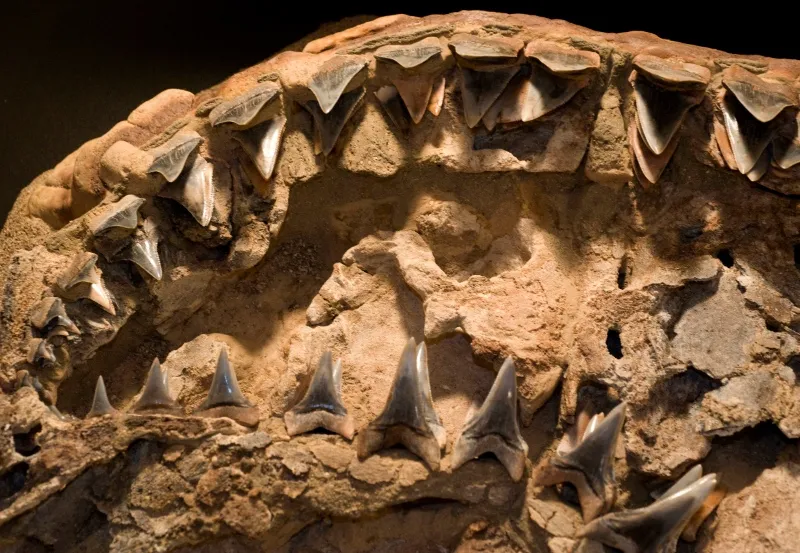 A close-up image of a fossil shark jaw with teeth.