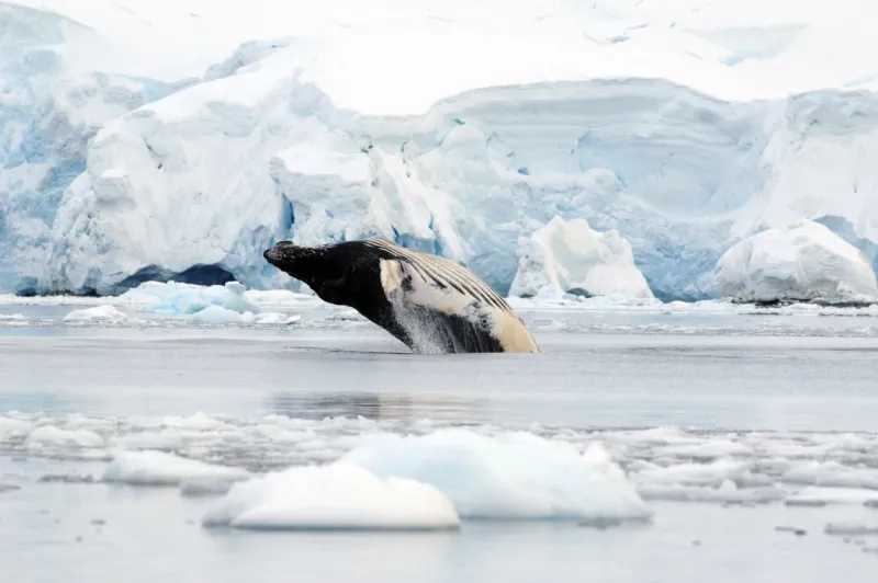 A humpback whale breaching in Antarctic waters.