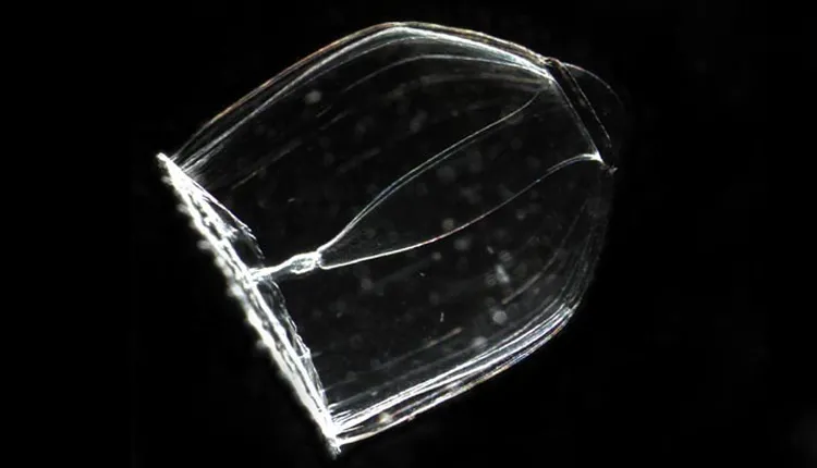 Jellies in the Class Hydrozoa are transparent and easily overlooked.