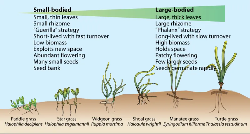 Seagrass species come in many different shapes and sizes, as illustrated by this conceptual diagram of some common seagrass species. 