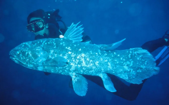 a diver swims with a coelacanth fish