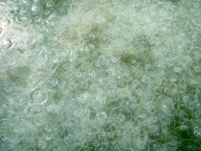 A bloom of moon jellies. A bloom of moon jellies.