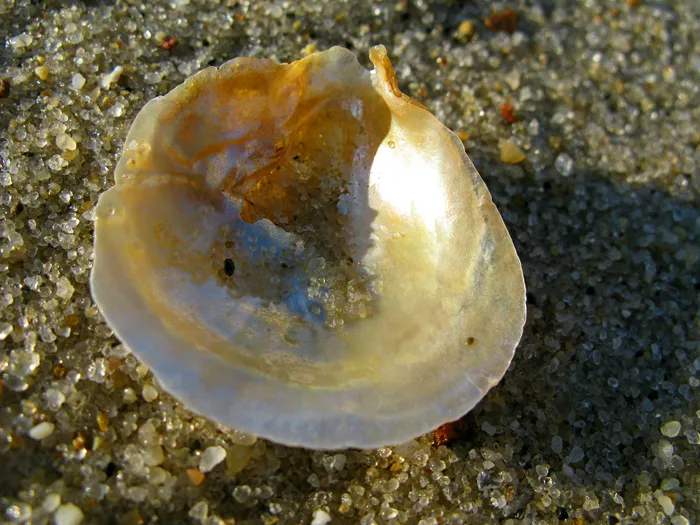 Jingle Shells A shining jingle shell on the sand.