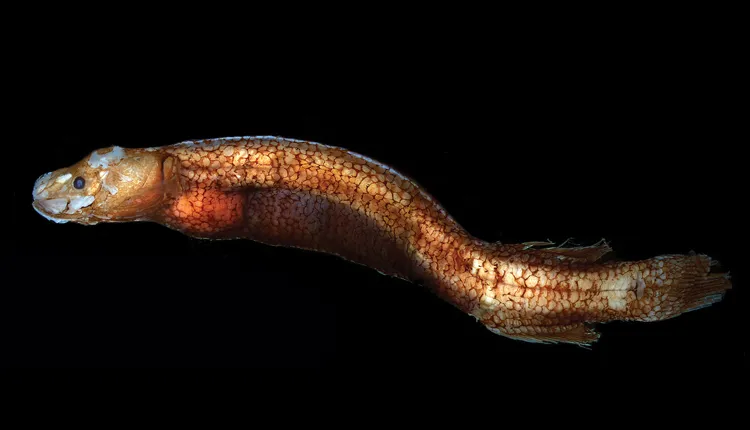 Bignose Fish, a mysterious deep sea creature