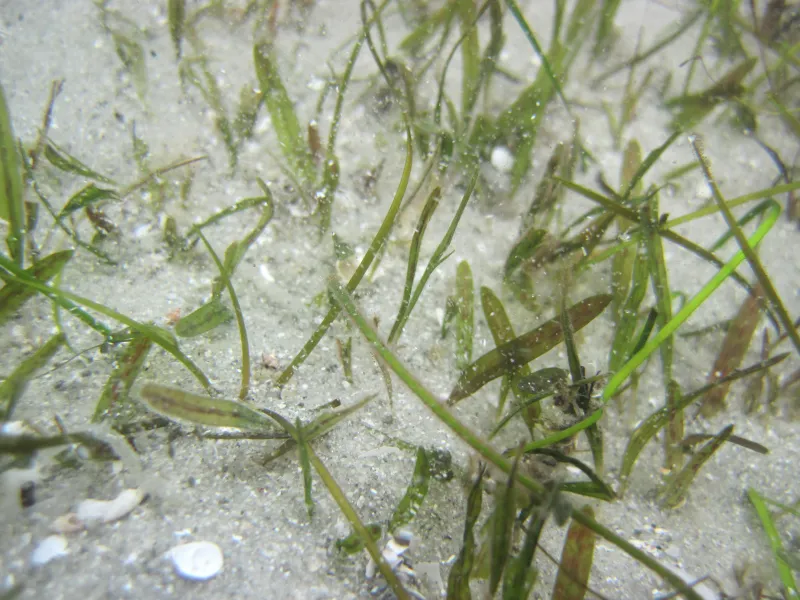 A close-up image of Johnson's seagrass growing in sand. 
