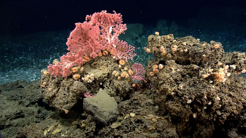 Bright bubblegum coral sits on a brown, hard substrate. 