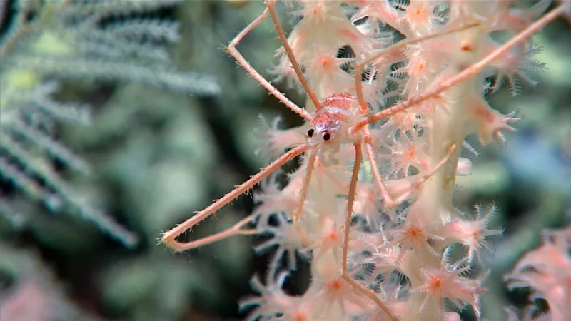 A pink and red crustacean sits on a pink octocoral. 