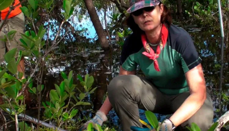 Dr. Karen L. McKee collects a peat core in a mangrove forest in Belize.