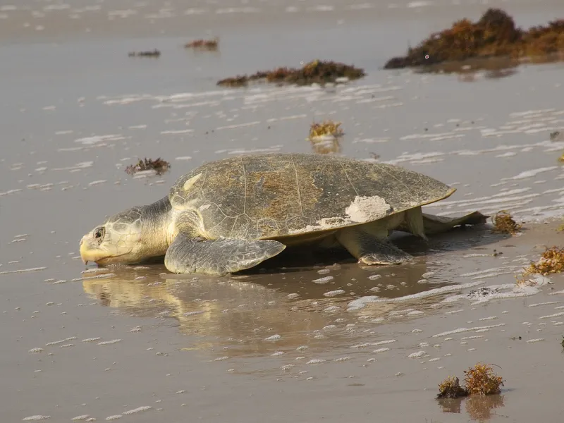Kemp’s ridley turtles (Lepidochelys kempii) are the smallest sea turtles, weighing only 100 lbs (45 kg). Adults spend most of their time in shallow coastal areas in places with mud, sand, or gravel bottoms—often in seagrass beds. They eat swimming crab