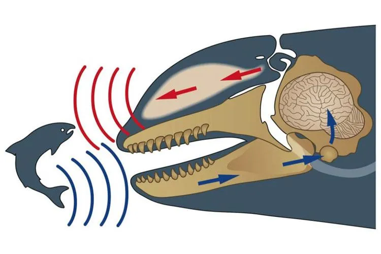 a diagram of a killer whale using echolocation