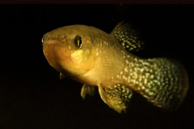A Tiny Fish Tells A Big Story: Some fish only spend a part of the year in the Gulf of Mexico, but some, like the Gulf killifish, live there year-round. In addition, these estuary fish are small and abundant, making them an excellent study species for scien