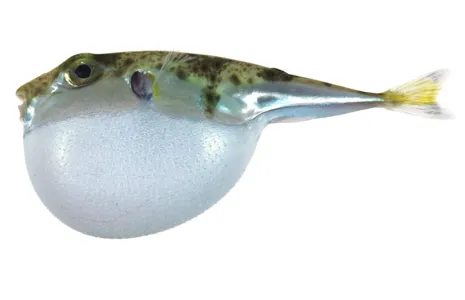 The Indo-Pacific puffer fish The Indo-Pacific puffer fish