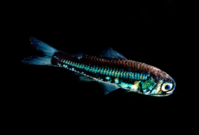 a lanternfish's scales glitter blue in a black sea