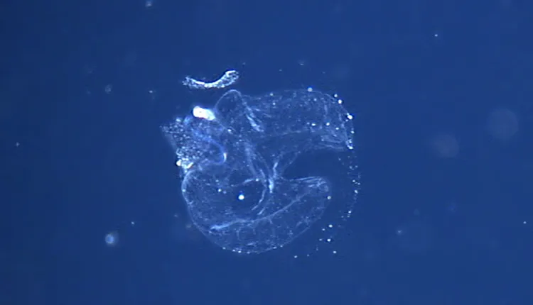 A deep-water larvacean (aka “sea tadpole”) inside its home.