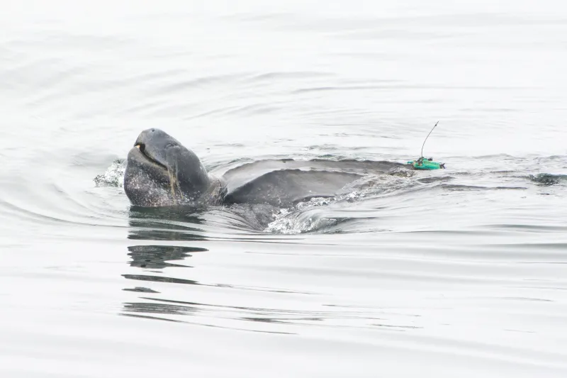 a leatherback sea turtle with a tracker