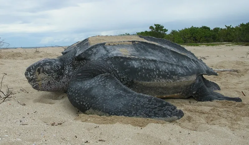 Leatherback turtles (Dermochelys coriacea) are the largest sea turtles, growing as long as six and a half feet (2 m) and weighing some 2,000 pounds (900 kg). They’re unlike the other marine turtles in two important ways: they have a thick leathery carapa