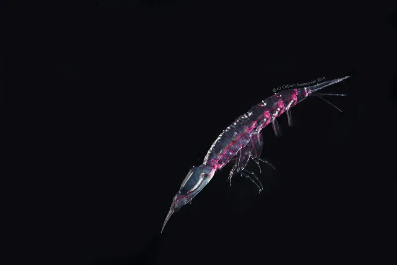 A translucent hyperiid with pink pigmentation on its side.