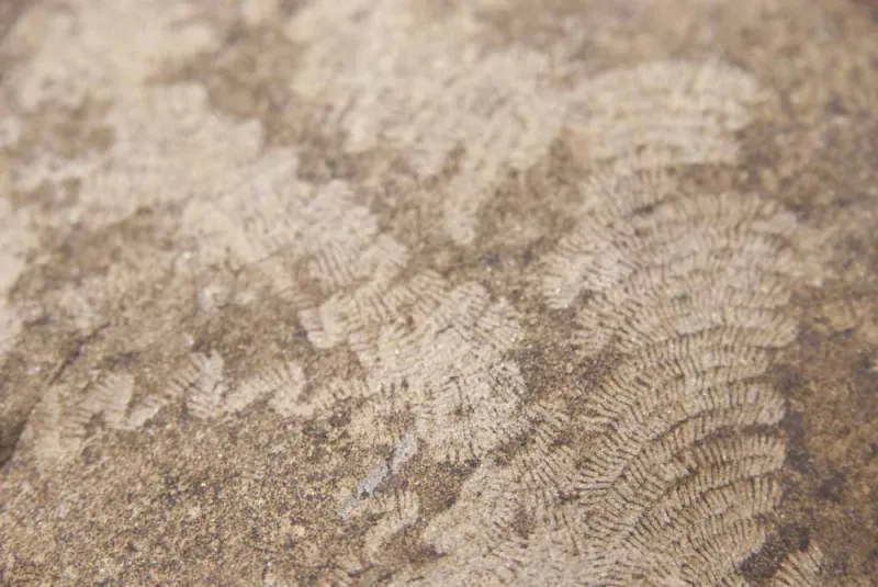 Limpets leave a zigzag trail on rocks as they move along scraping off algae and seaweed with their strong teeth. 