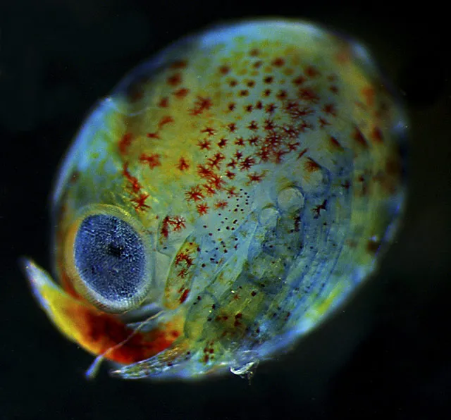 Even when a lobster is still a developing egg, you can see some of its adult features: an eye and legs. 