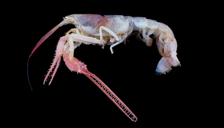 This new species of lobster (Dinochelus ausubeli) is blind and has bizarre claws. It was discovered about 300 meters (984 feet) deep in the Philippine Sea by a Census of Marine Life expedition.