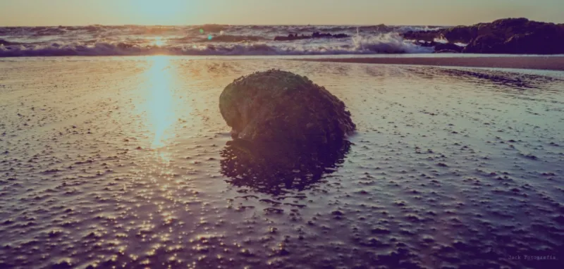 The loco (Concholepas concholepas, often called the Chilean abalone, although it isn’t actually an abalone) is found along the entire coast of Chile.