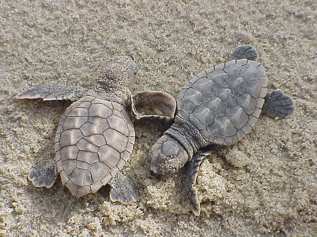 Loggerhead turtles (Caretta caretta) are named for their large heads and strong jaws, which allow them to eat prey with hard shells, like big marine snails. They live throughout the world’s warm tropical and subtropical oceans. They live off-shore when t
