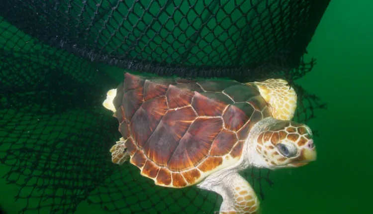 A Turtle Excluder Device (TED) enables a loggerhead turtle to escape from a net.