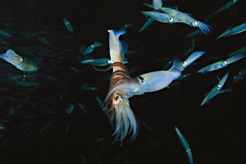 Two California market squids mate in the waters off of California's Channel Islands.
